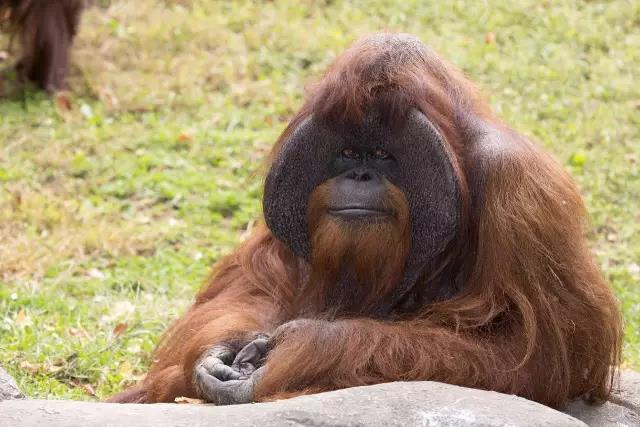  p>夏特克 i>(chantek) /i>,雄性 a href="#" data-lemmaid="3271045"