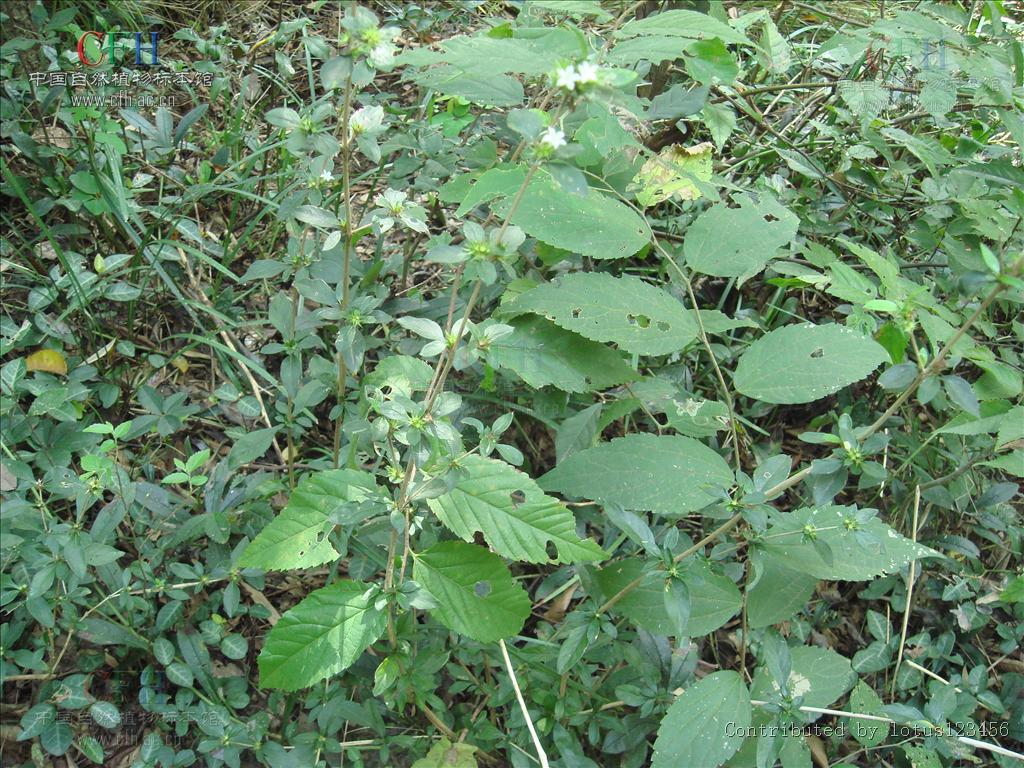  p>白马骨属(拉丁文:serissa comm. ex a. l.