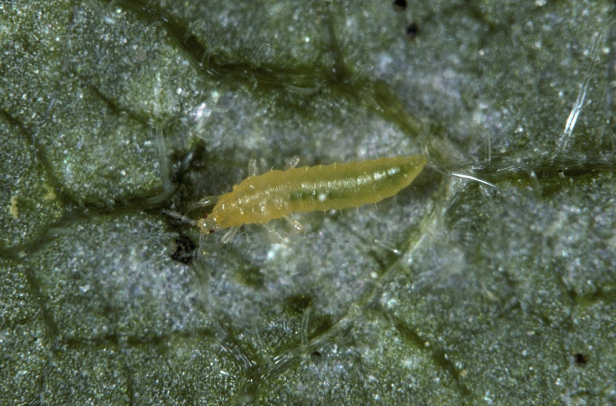  p>西花蓟马是 a target="_blank" href="/item/蓟马科/5024037" data