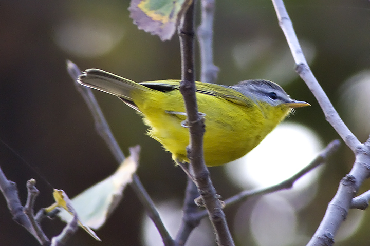 phylloscopus xanthoschistos