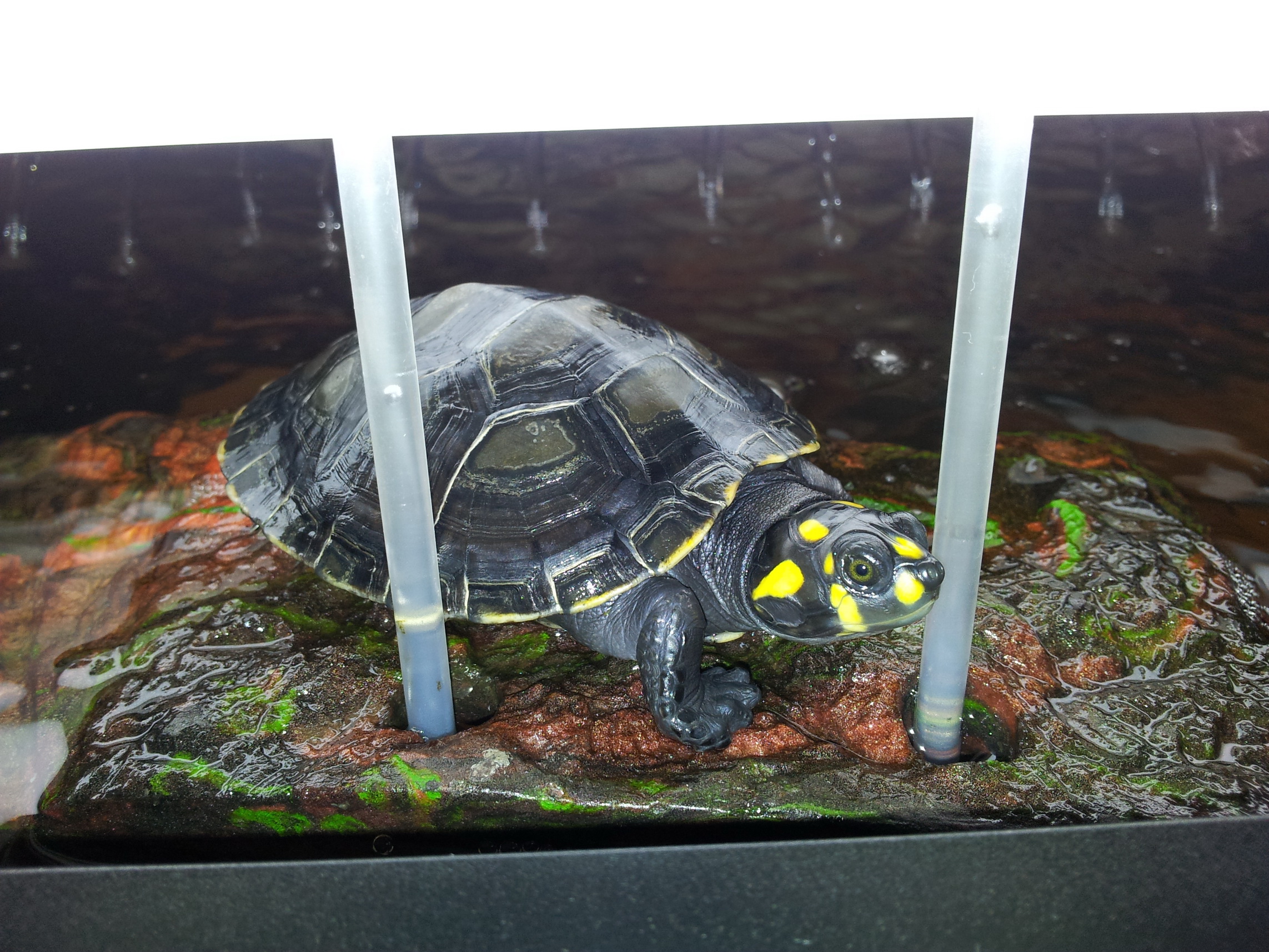  p>黄头侧颈龟(学名: i>podocnemis unifilis /i>)是侧颈龟科,南美侧