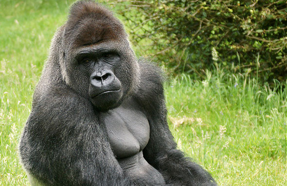  p>西部大猩猩(拼音:xī bù dà xīng xīng;英文名:western