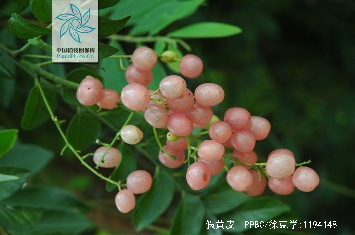  p>假黄皮(学名: i>clausena excavata  /i> burm.f.