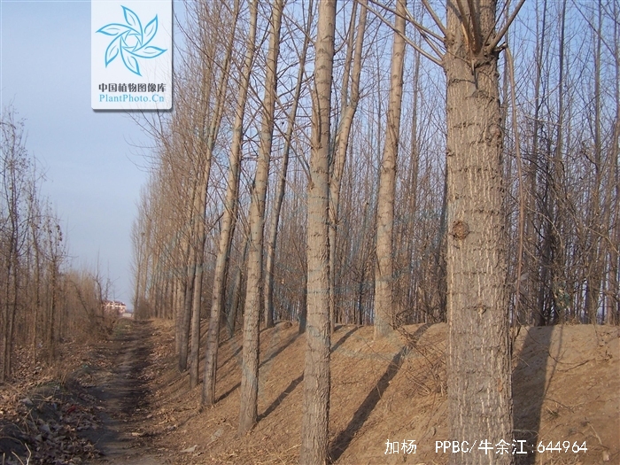  p>加杨(学名: i>populus × canadensis  /i>moench)是杨柳科杨属