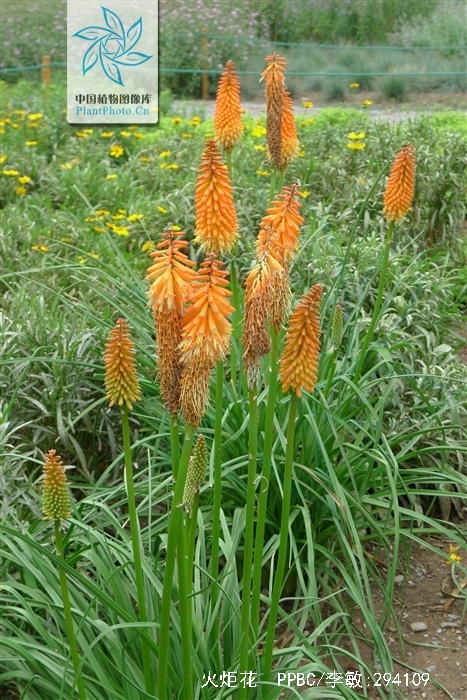 oken)是百合科,火把莲属多年生草本植物.