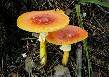 ="#" data-lemmaid="1462244">花柄橙红鹅膏菌 /a>,学名红黄鹅膏菌,又