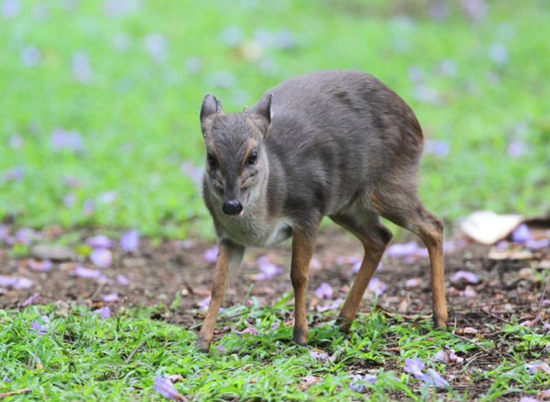 cephalophus monticola