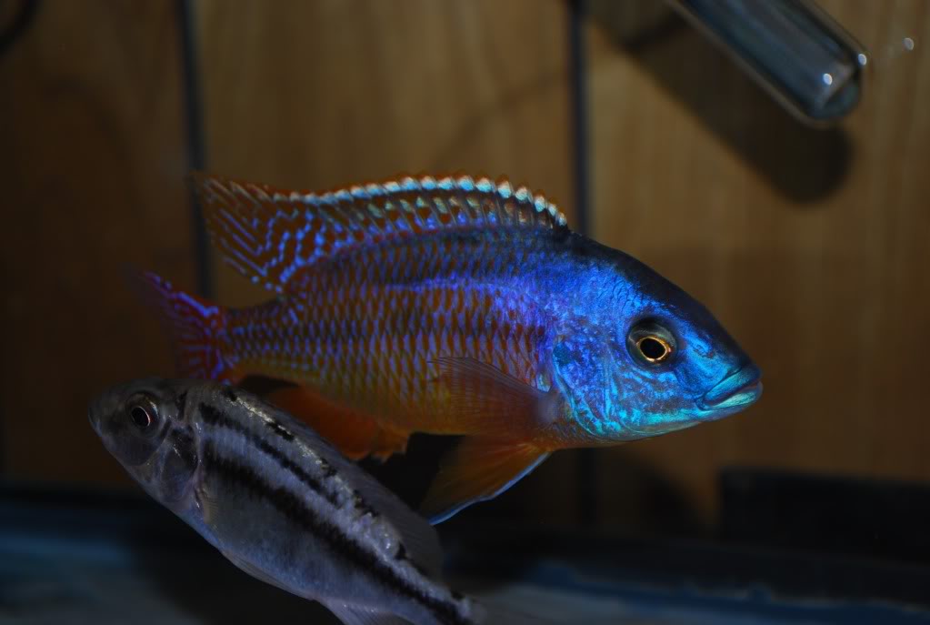  p>帝王艳红是慈鲷科孔雀鲷属动物. /p>