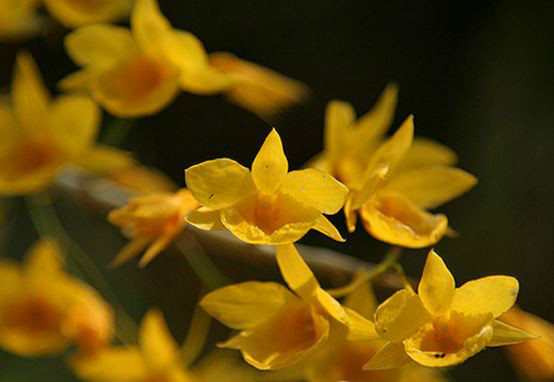  p>黄花石斛(学名: i>dendrobium dixanthum /i>  rchb. f.