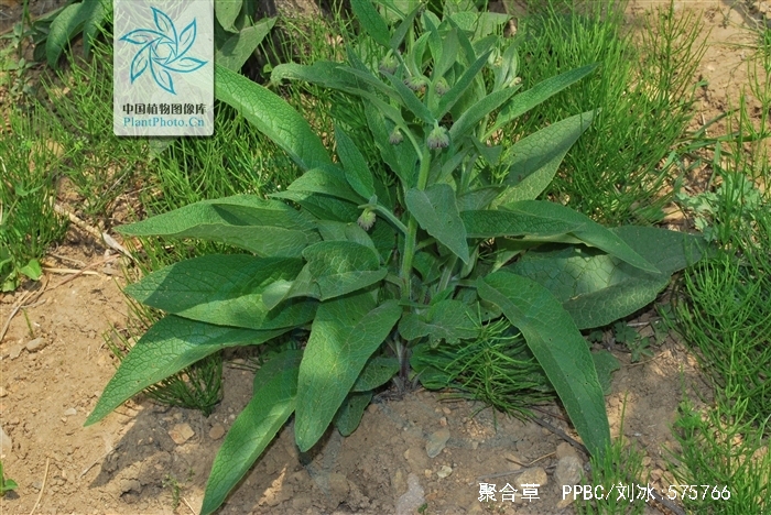  p>聚合草( i>symphytum officinale /i> l),别名爱国草,肥羊草,友益