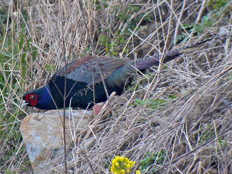  p>雉属(学名: i>phasianus /i>):体重880-1650克;体长590-868毫米.