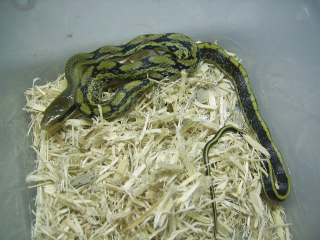  p>黑眉锦蛇(拉丁名:elaphe taeniura)是大型无毒蛇,全长可达2米左右.