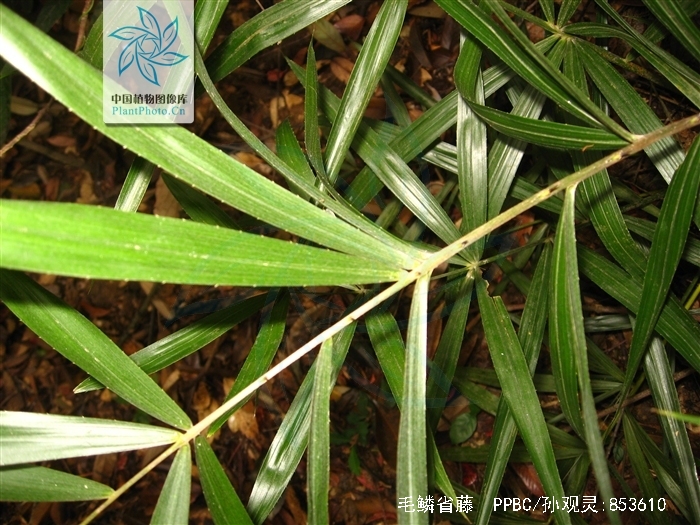  p>毛鳞省藤无茎,丛生,高2-3米.