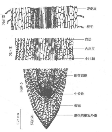 根的组织结构_百度百科