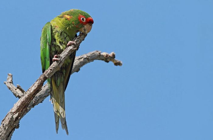 米特雷锥尾鹦鹉
