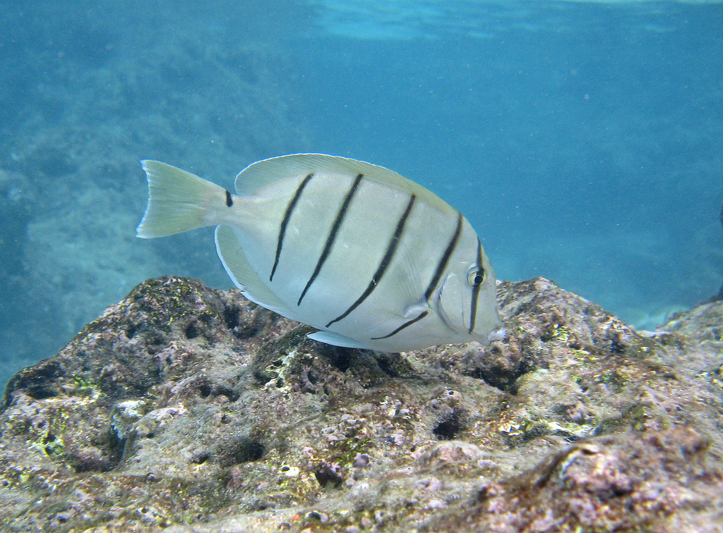  p>横带刺尾鱼(学名: i>acanthurus triostegus /i>(linnaeus,1758), 