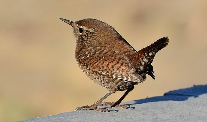  p>鹪鹩科(troglodytidae )是鸟纲雀形目中的一个科.