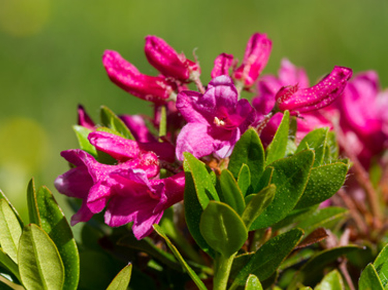  p>国花(英文名:the national flower,floral emblem):是代表国家 a