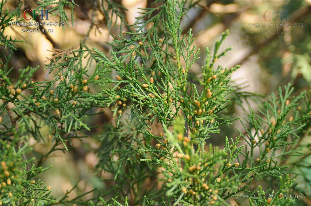 saltuaria),是 a href="#" data-lemmaid="2854324">圆柏属 /a>植物