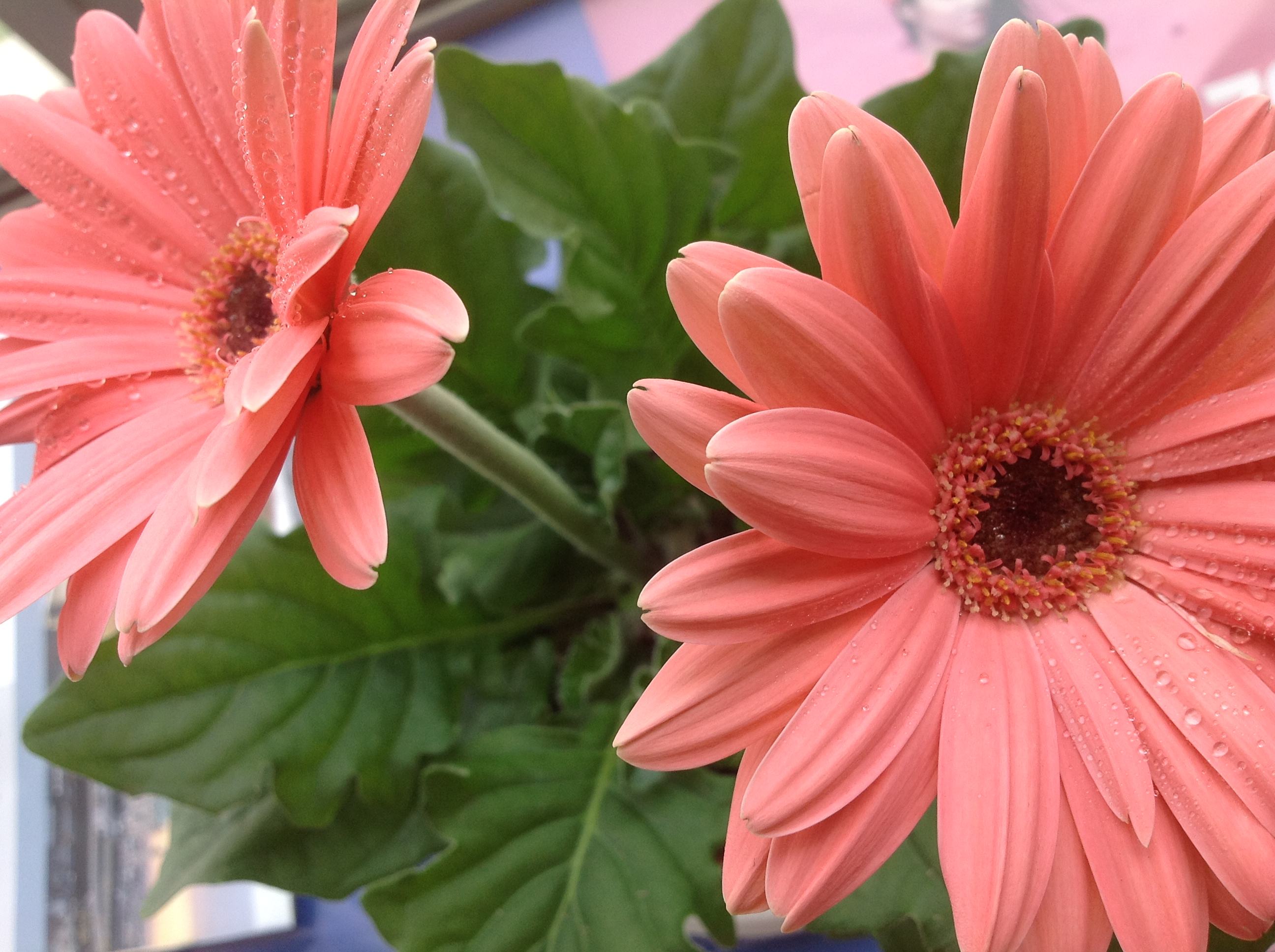 gerbera jamesonii bolus