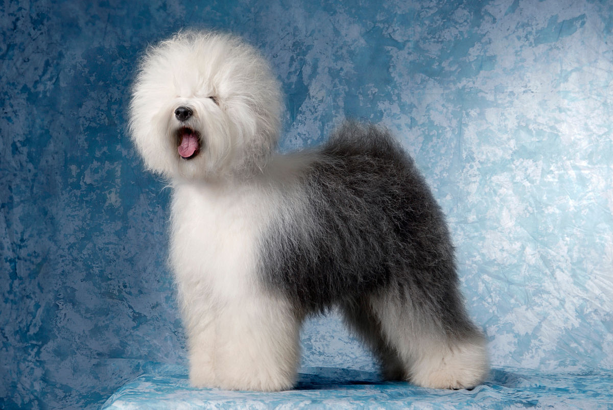  p>英国古代牧羊犬是很好的 a href="#" data-lemmaid="5220098">玩赏