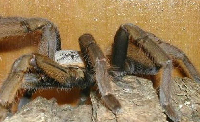  p>虎纹捕鸟蛛是变温动物,且具负趋光性,在长沙地区5月—8月为虎纹捕