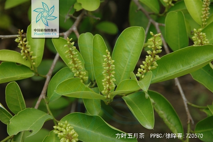  p>方叶五月茶,中药名.