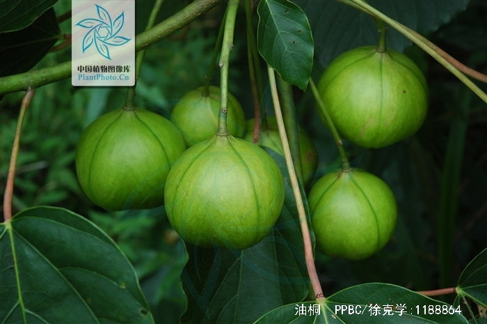 油桐的拼音 全网资源