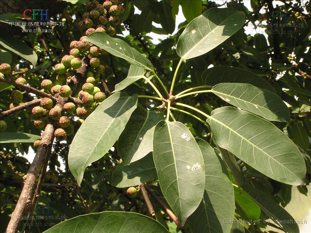 科榕属 /a>的一类 a href="#" data-lemmaid="9324527">灌木植物 /a>