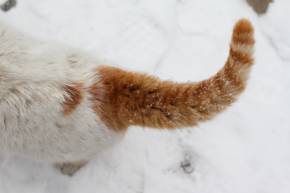  p data-id="gnwlqo8q4w">尾巴,是指位于动物体背部尾端的部分,特别是