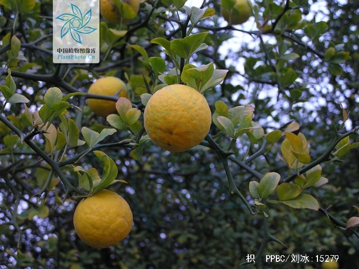 枸橘李