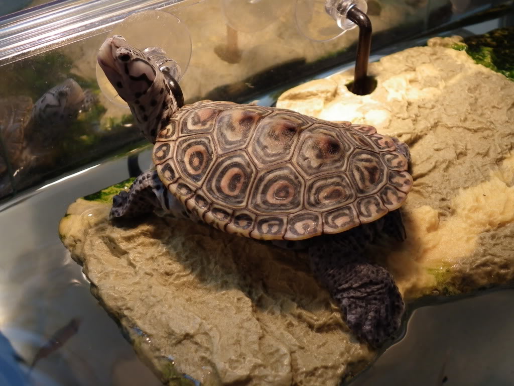  p>钻纹龟(学名: i>malaclemys terrapin /i>)是龟科,钻纹龟属动物.