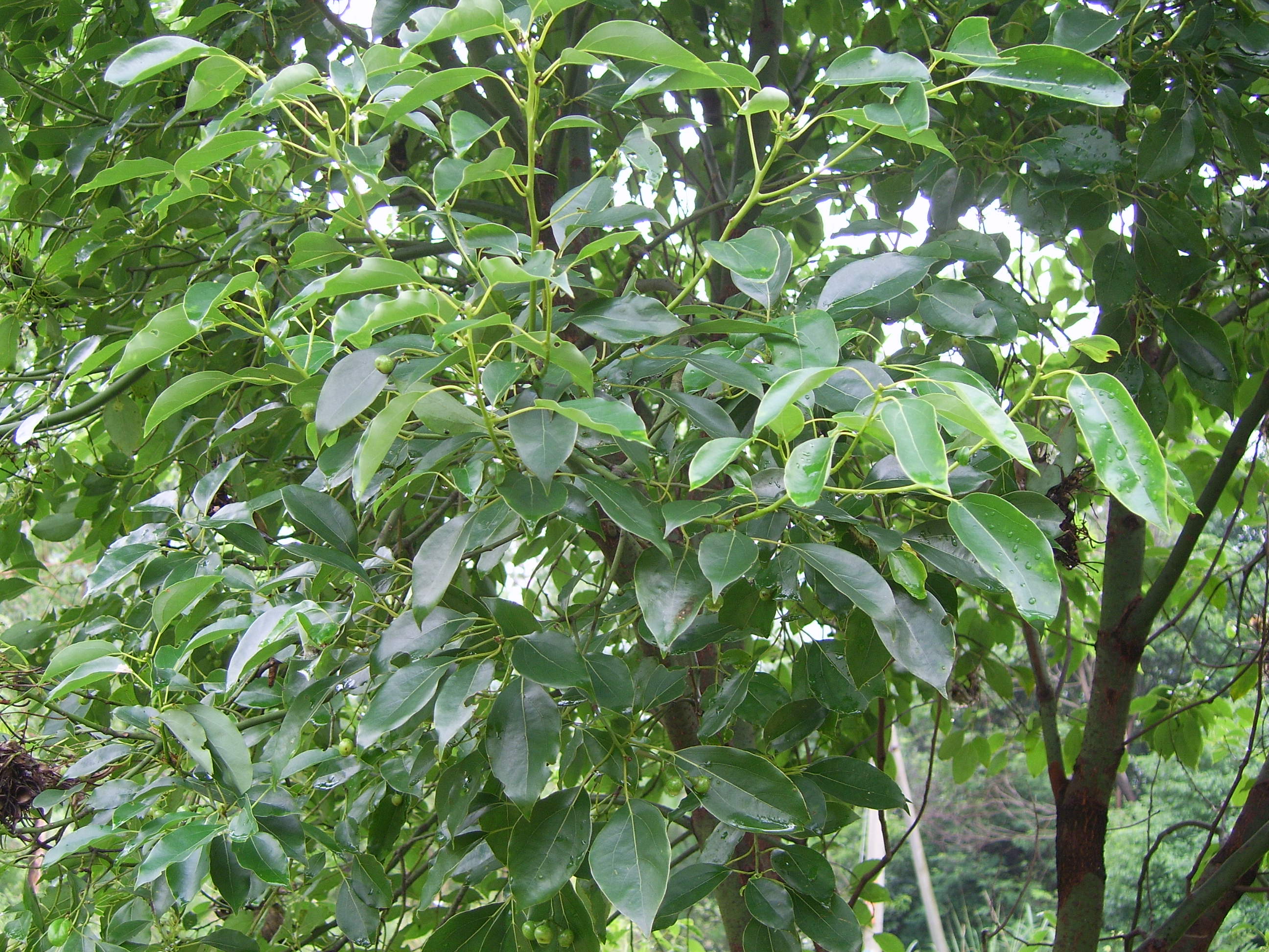  p>樟科(lauraceae)是 a target="_blank" href="/item/双子叶植物纲