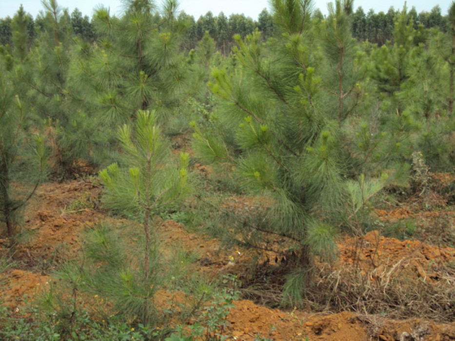 p>加勒比松(学名: i>pinus caribaea /i> morelet )是松科松属植物