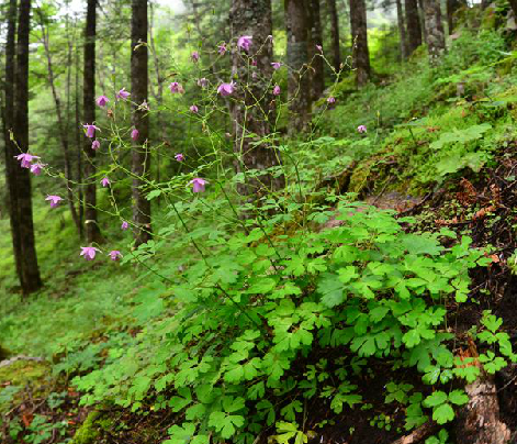  p>野前胡,中药名.
