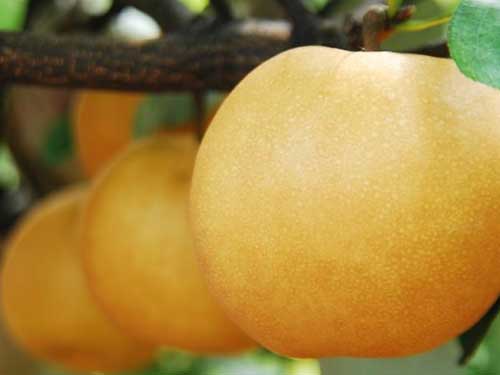 data-lemmaid="9641113">福泉市 /a>特产,全国农产品地理标志