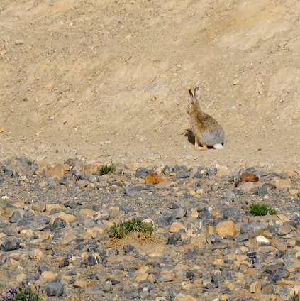 id="gnbi5nv6sf">高原兔(学名: i>lepus oiostolus /i>)别名灰尾兔