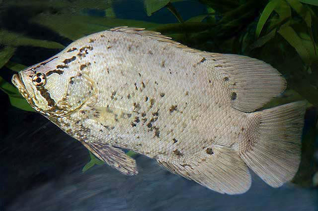  p>松鲷(学名: i>lobotes surinamensis /i>)是松鲷科,松鲷属的一种