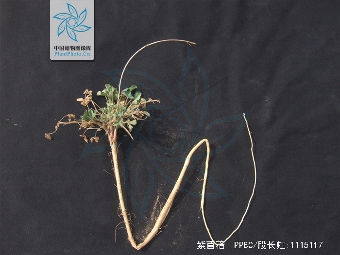  p>紫苜蓿(学名: i>medicago sativa /i> l.)是豆科,苜蓿属植物.