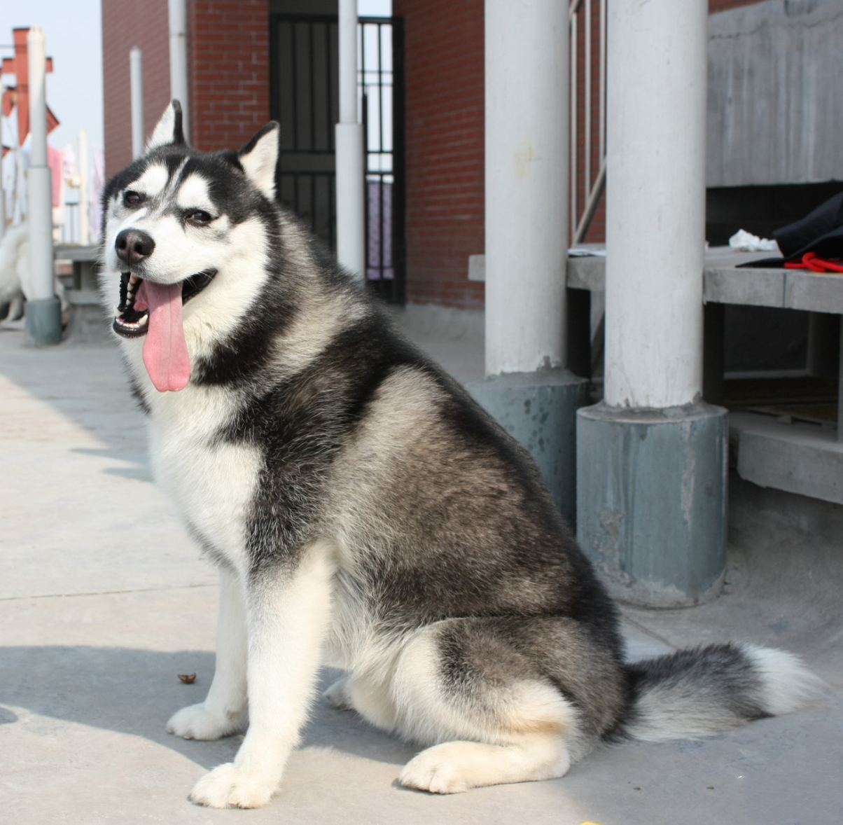 Сибирский хаски,英语:siberian husky),常见别名 a