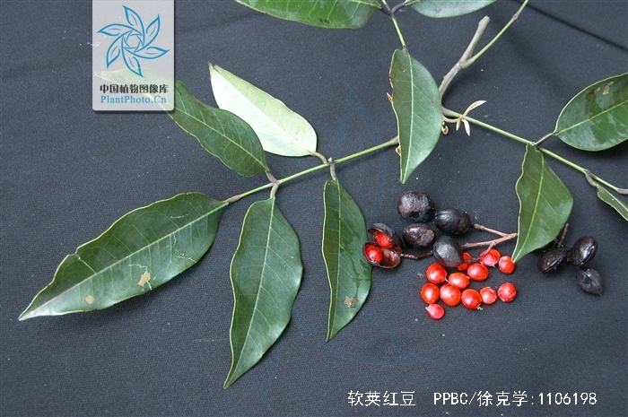  p>软荚红豆(学名: i>ormosia semicastrata /i> hance)是豆科,红豆属