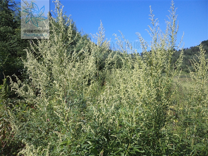 artemisia verbenacea
