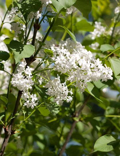  i>alba /i> rehder):为 a target="_blank" href="/item/紫丁香