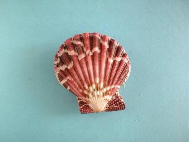 >外套膜(mantle)是 a target="_blank" href="/item/软体动物/417529"