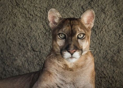 美洲狮（猫科美洲金猫动物）_百度百科