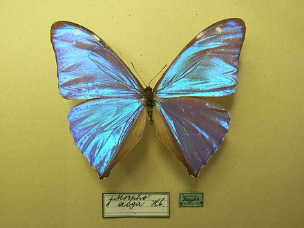  p>克里顿闪蝶, i>morpho helenor marinita /i> (guenée, 1859),鳞
