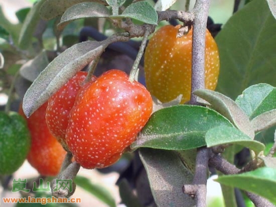 y. chang)是 a target="_blank" href="/item/胡颓子科/254