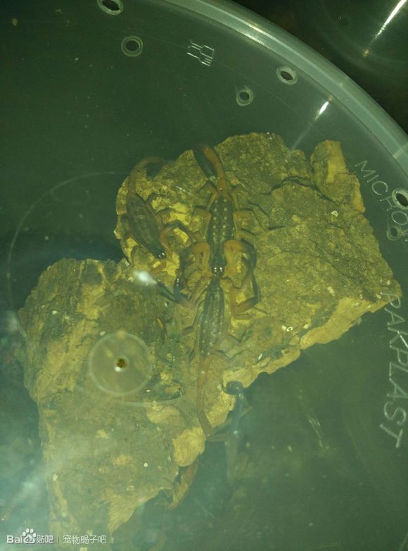  p>中华盾狼蝎曾经生活在上海,但是不明原因的消失了,一些外国的蝎友