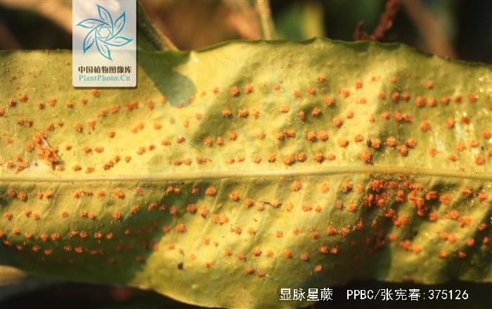 microsorum zippelii (blume) ching