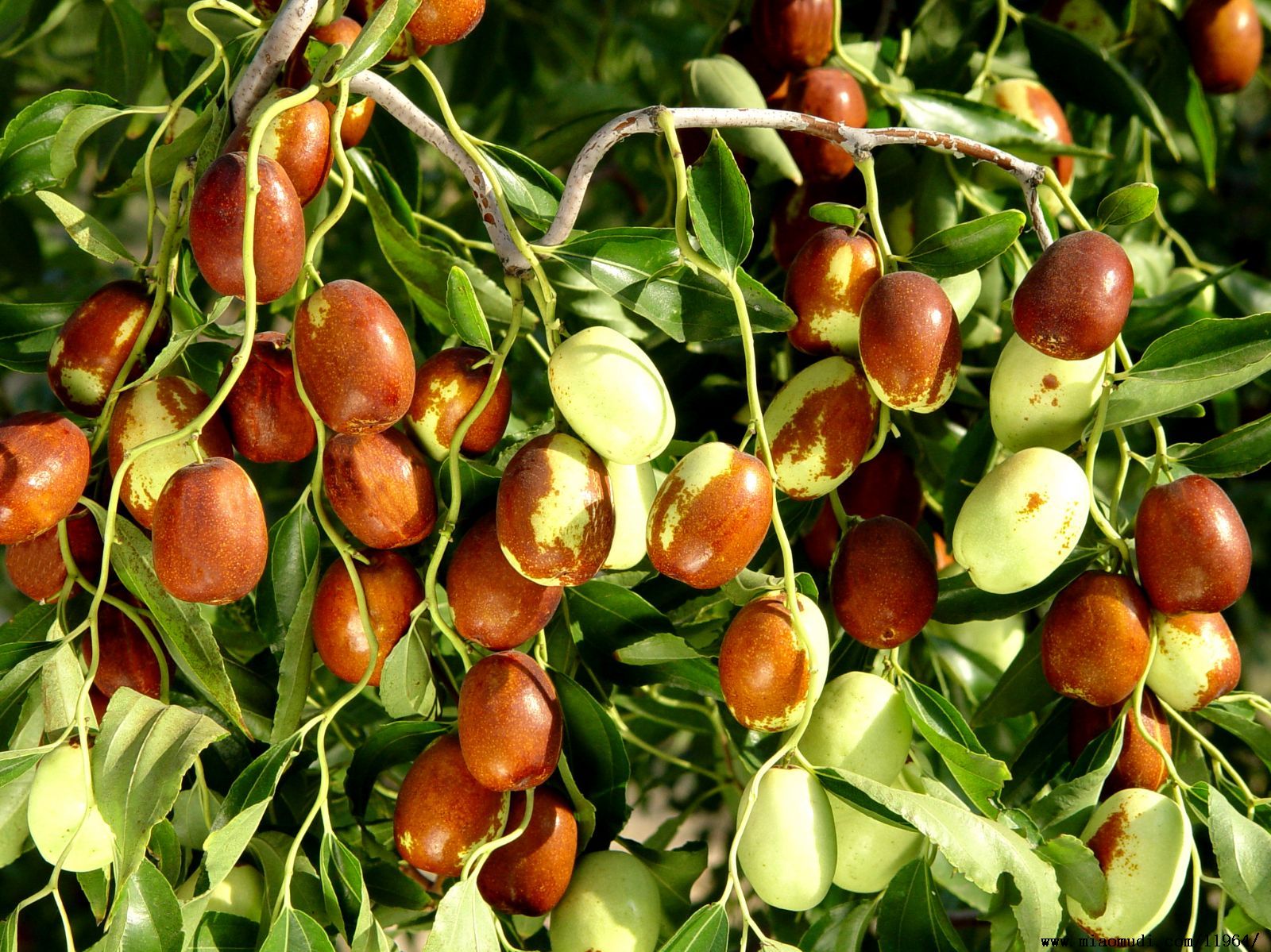 " href="/item/枣属/1219282" data-lemmaid="1219282">枣属 /a>植物